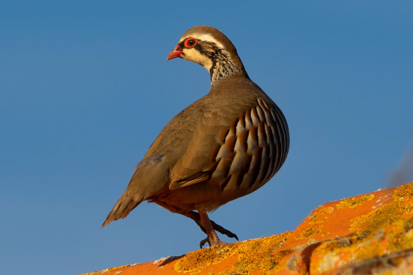 Cómo es el canto de la perdiz roja macho