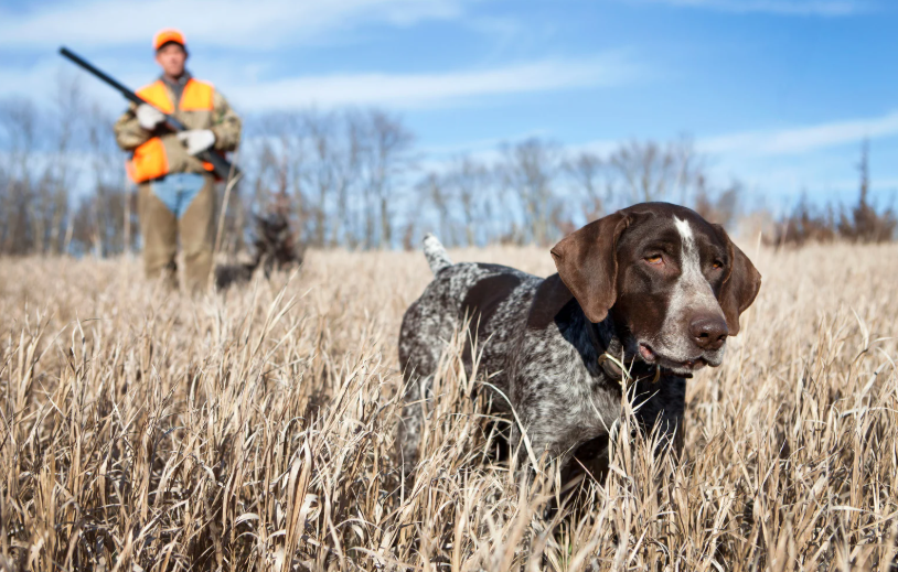 Cómo adiestrar a tu perro de caza correctamente